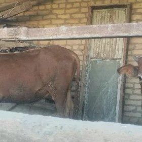 сагынлы сыгыр окузчелер бар