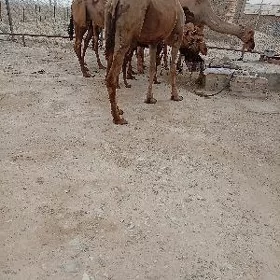 kosekli duye