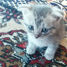 Шотландский Веслоухий котик