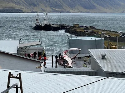 Islandiýada iki ýyllyk arakesmeden soň gaýtadan läheň awlamak başlandy