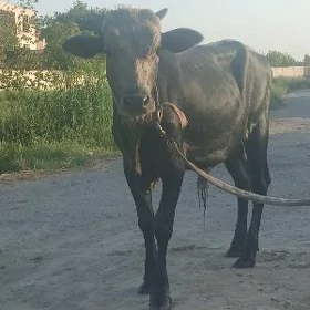 ÖKIZ