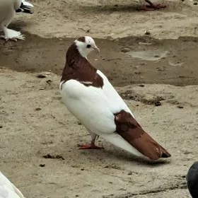 kepderi
