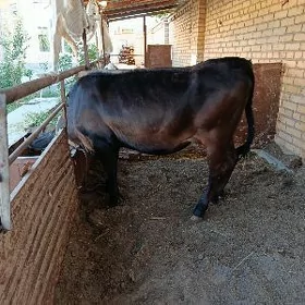gunajynlar