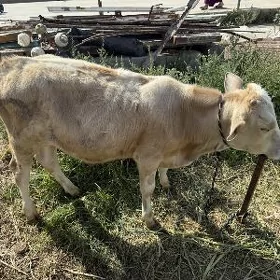 Öküz