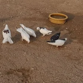 kepderi