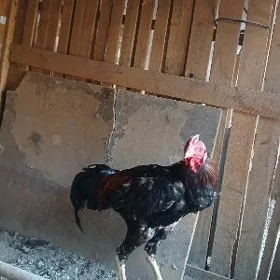 КУКРУС КАЗАК
