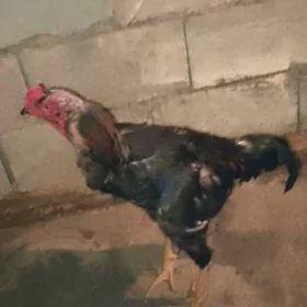 Taşkent Horaz