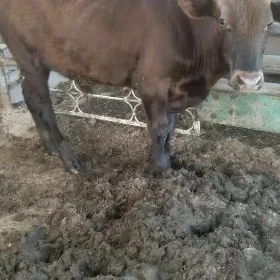 Okuzce