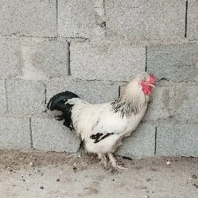 Horoz