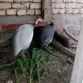 SizarkkSizarka