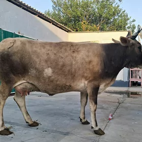 goleli sygyr