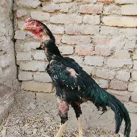 horaz