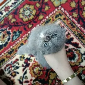 paroda pişik