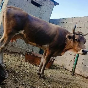 sygyr