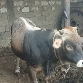 Öküz