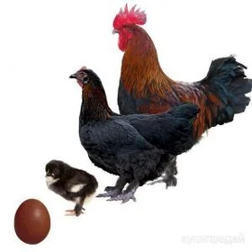 Marans fransuz towuk tohumydyr