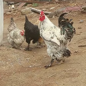 brama balgar horaz