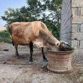 Sygyr