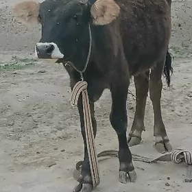 şwes öküz