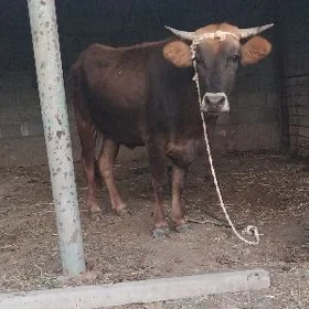 SYGYR