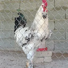 horoz