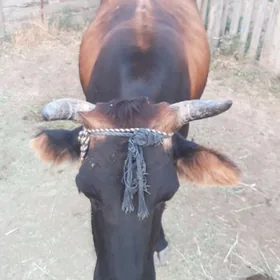 sygyr