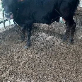 Öküz