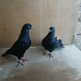 kepderi
