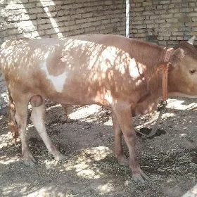 Öküz