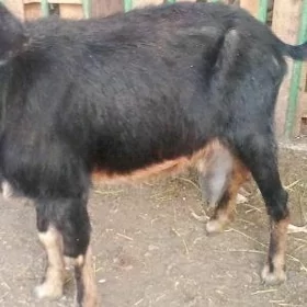 geci