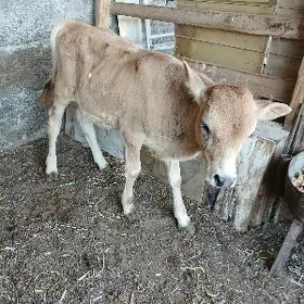 Siwes Okuzce gole