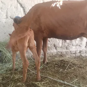tanaly sygyr