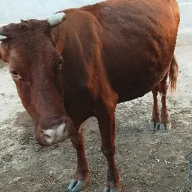 gyzylja