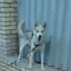 haski