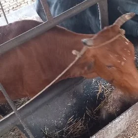 saglyk sygyr