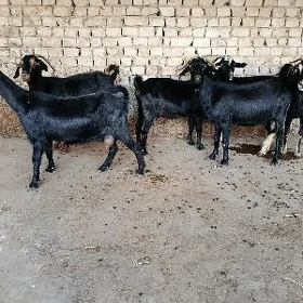 Geçi