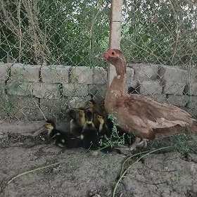 indawutga ordek