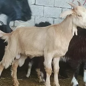 çewiş