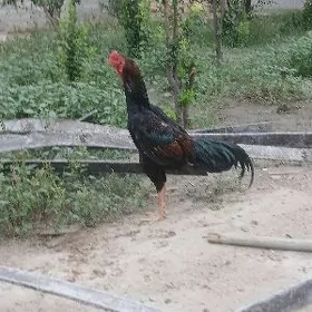 horaz