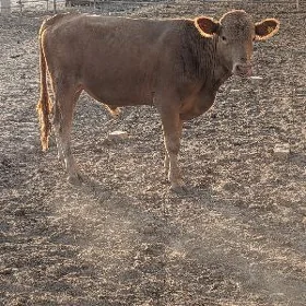 Göle
