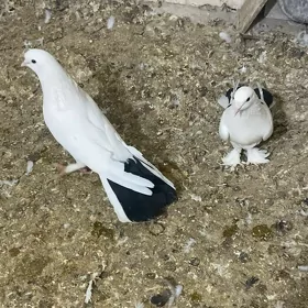 Kepderi голуби