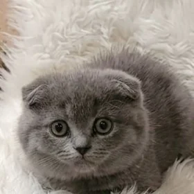вислоухая малышка