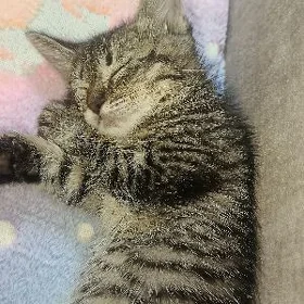 котята