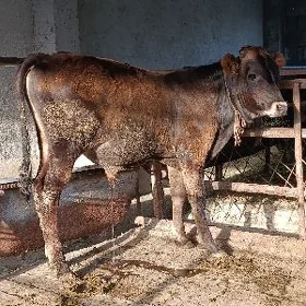 arginal śwes tohum öküzler