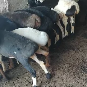 gissar toklylar we goyun