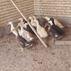 ýaşyl baş õrdek