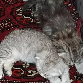 Котенок