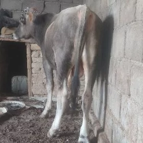öküz