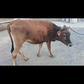tohum tüwe