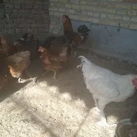 horazlar